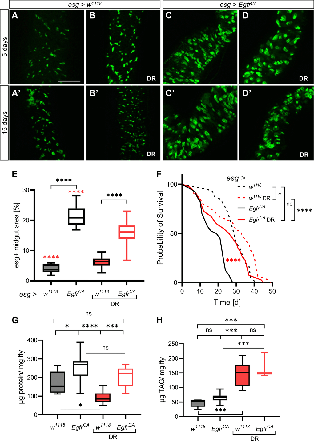 Dietary restriction reduces the EgfrCA-induced phenotype. Control animals (esg > w1118) and animals with Egfr-induced over-proliferation (esg > EgfrCA) in intestinal stem cells and enteroblasts (esg+ cells) were exposed to dietary restriction (DR) during induction. The esg+ cells are marked with GFP. (A, B) Intestines of control flies with and without exposure to DR after 5 days and 15 days (A’, B’). (C, D) Intestines of EgfrCA animals with and without exposure to DR after 5 days and 15 days (C’, D’). (E) Quantification of the area covered by GFP-positive cells indicating the number of esg+ cells in the midgut after 5 days of intervention. n = 10–13. (F) The lifespan of animals exposed to DR. n = 32–40. (G) Quantification of protein per mg fly after 5 days. n = 10–11. (H) Quantification of triacylglyceride (TAG) per mg fly after 5 days. n = 10. Statistical significance was tested by one-way ANOVA and the Tukey test. The lifespan significance was tested by the log-rank (Mantel-Cox) test. Significances are marked with lines or the corresponding color. ns = not significant, * = p *** = p **** = p 