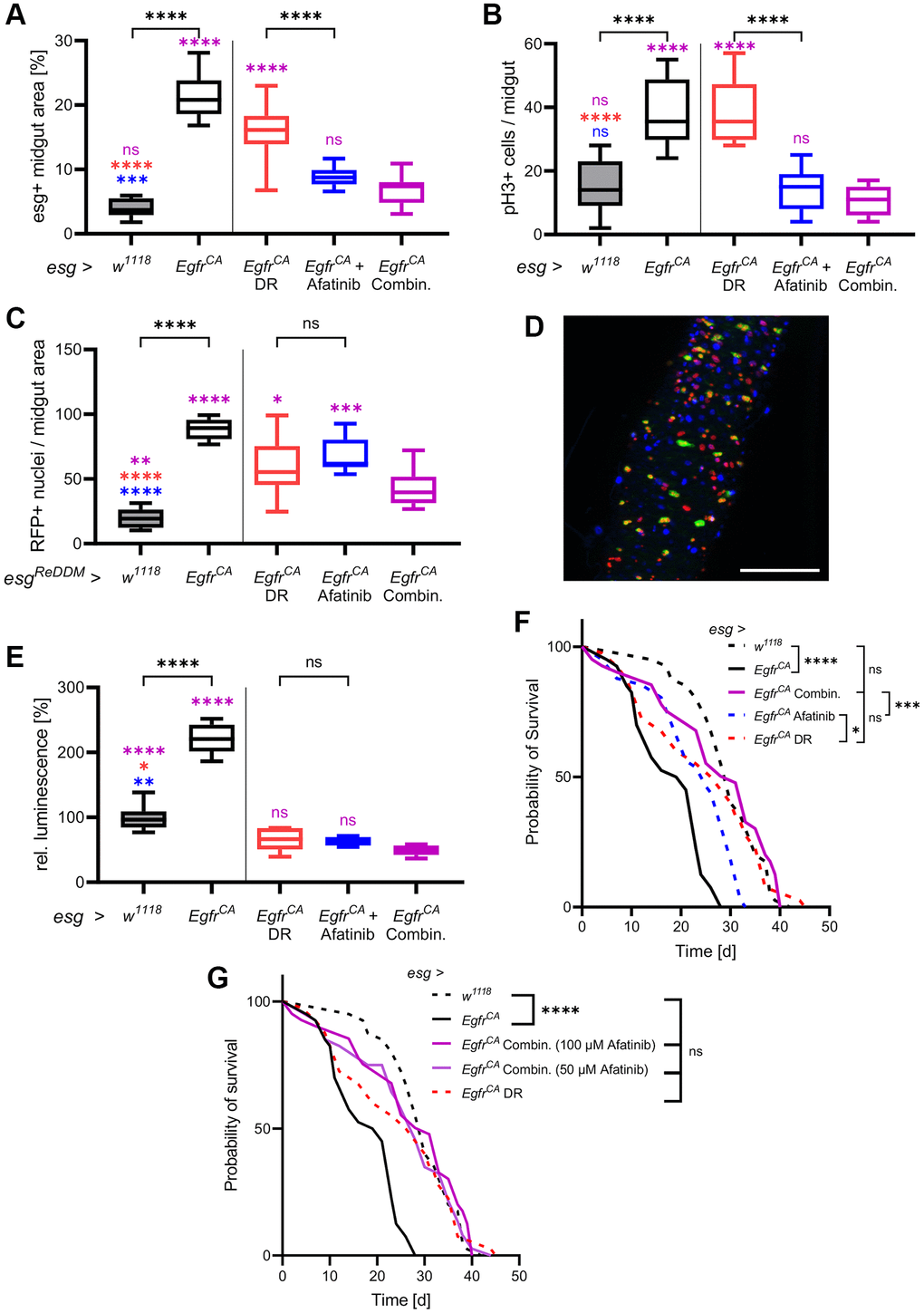 DR combined with afatinib reduces cell proliferation and restores lifespan. Control animals (esg > w1118) and animals with Egfr-induced over-proliferation (esg > EgfrCA) in intestinal stem cells and enteroblasts (esg+ cells) were exposed to a combination of DR and afatinib at induction (shown in magenta). Data were compared to animals that were exposed to dietary restriction (DR, red) or treated with afatinib (blue, 100 μM). (A) Quantification of the area covered by GFP-positive cells indicating the number and size of esg+ cells in the midgut after 5 days of induction. n = 10–13. (B) Midguts were stained with an antibody for phospho-histone 3 to mark cells undergoing mitosis after 5 days of induction. Positively stained cells in the whole midgut were counted. n = 9–11. (C) Quantification of cells that are RFP-positive after 5 days of induction of the ReDDM system. n = 10–11. (D) The combination of both treatments was analysed using the ReDDM system. Esg+ cells are shown in green, RFP-positive progeny are shown in red, and nuclei are shown with blue DAPI staining. (E) Luciferase and GFP were expressed simultaneously and luciferase activity was quantified in whole animals after 15 days of induction. n = 5–7. (F) The lifespan of animals exposed to DR, afatinib, or a combination of DR and 100 μM afatinib. n = 32–40. (G) The lifespan of animals exposed to DR in combination with either 100 μM or 50 μM afatinib. n = 32–40. Statistical significance was tested by one-way ANOVA and the Tukey test. Lifespan significance was tested by the log-rank (Mantel-Cox) test. Significances are marked with lines or corresponding color. ns = not significant, * = p ** = p *** = p **** = p 