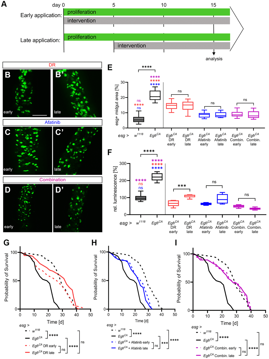 Effects of DR and afatinib on established phenotypes. (A) Control animals (esg > w1118) and animals with Egfr-induced over-proliferation (esg > EgfrCA) in intestinal stem cells and enteroblasts (esg+ cells) were given interventions (100 μM afatinib, DR, or a combination of afatinib and DR) either immediately for 15 days (early application, upper row) or 5 days after the onset of over-proliferation for 10 consecutive days (late application, lower row). (B–D) Anterior midguts of animals exposed immediately (early application) to DR, afatinib, or the combination of DR and afatinib. (B’–D’) Anterior midguts of animals exposed to DR, afatinib, or a combination of DR and afatinib for 10 days after the onset of over-proliferation to simulate a real-life situation. (E) Quantification of the area covered by GFP-positive cells indicating the number and phenotype of esg+ cells in the midgut. n = 10–12. (F) Luciferase and GFP were expressed simultaneously and quantified in whole animals to measure the over-proliferation phenotype. n = 5–6. (G–I) The lifespan of animals exposed to an early application or late application. n = 32–69. Statistical significance was tested by one-way ANOVA and the Tukey test. The lifespan significance was tested by the log-rank (Mantel-Cox) test. Significances are marked with lines or corresponding color. ns = not significant, *** = p **** = p 