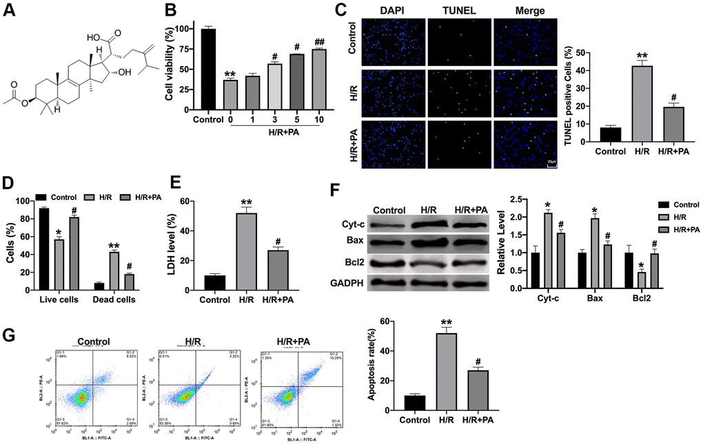 PA inhibits apoptosis in H/R NMVCs. (A) The chemical structure of PA. (B) Cell viability was detected by MTT. n=6, **P#P##PC) TUNEL assay was to detect apoptosis level in H/R induced NMVCs treated with 10 μg/ml PA. Scale bar 20 μm. n=4, **P#PD) Calcein-AM/PI staining revealed the live cells and dead cells in NMVCs after H/R. n=4, *PP#PE) LDH level was determined in NMVCs. n=4, **P#PF) The apoptosis-associated protein level in NMVCs, Cytochrome-c (Cyt-c), Bax, and Bcl2. n=4, *P#PG) Flow cytometry was used to assess apoptosis level in NMVCs. n=4, **P#P