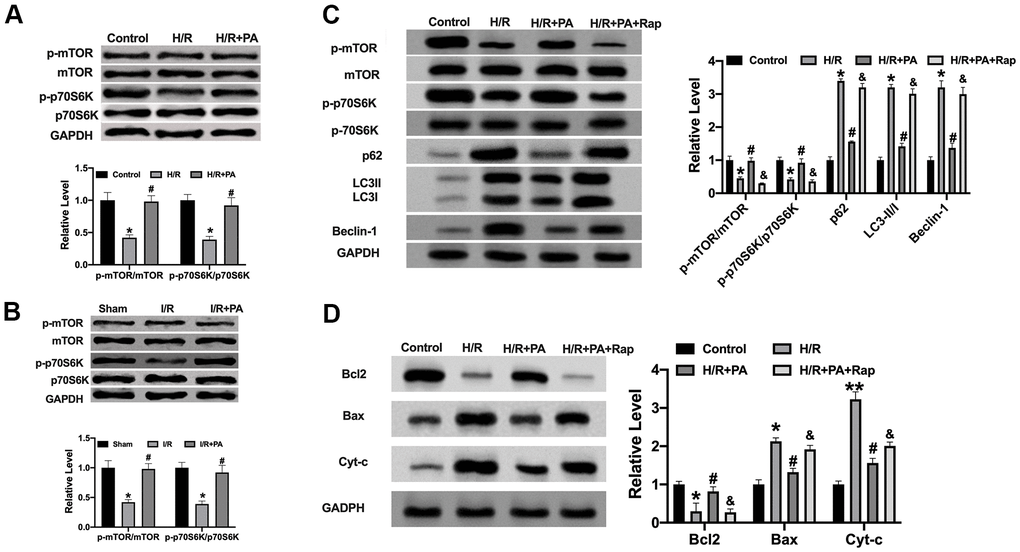 PA regulates autophagy in I/R via mTOR/p70SK6 signal pathway. (A, B) The protein level of mTOR and p70S6K in cardiac tissues and NMVCs. n=4, *P#PC) The protein level was detected by Western blot. n=4, *P#P&PD) He apoptosis-associated protein level in cardiac tissues, Cytochrome-c (Cyt-c), Bax, and Bcl2. n=4, P#P&P