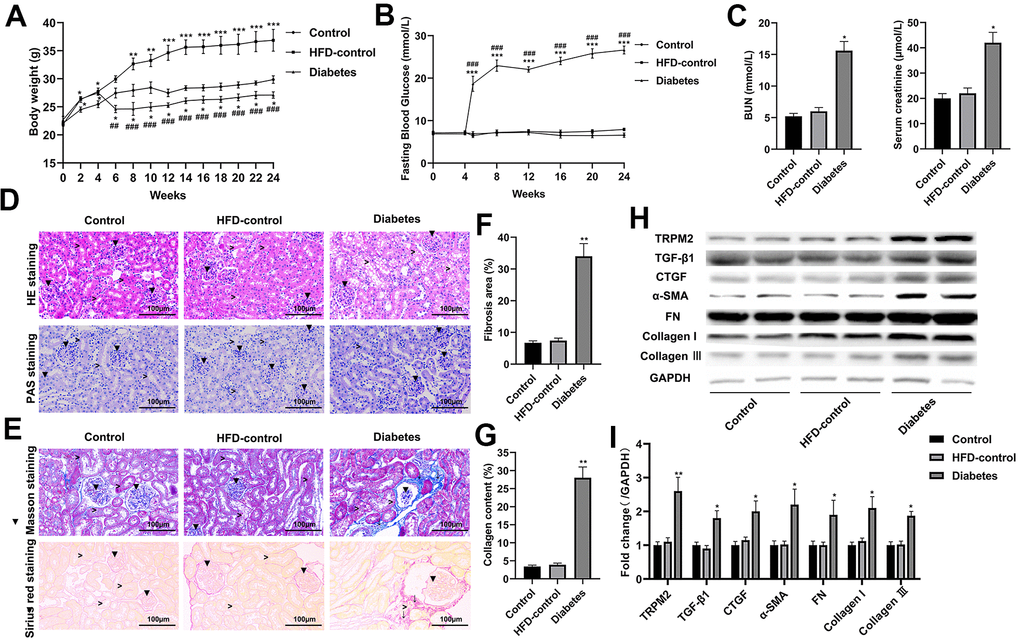 Renal injury and TRPM2 expression were increased in the kidneys of mice with HFD/STZ-induced diabetes. (A) Body weight of mice was documented from week 0 to 24 of the HFD/STZ-induced diabetes model. (B) Blood glucose was measured in the indicated weeks. (C) The levels of blood creatinine and BUN were tested before the mice were sacrificed. (D) HE and PAS staining of mouse kidney specimens in the 24th week (▼indicates renal glomeruli, ˃ indicated renal tubules). (E–G) Fibrosis was determined by Masson and Sirius red staining (▼indicates renal glomeruli, ˃ indicates renal tubules, ↓ indicates renal interstitials). (H, I) Protein analysis was conducted to evaluate the protein expression levels of TRPM2, TGF-β1, CTGF, α-SMA, FN, Collagen I and Collagen III in renal tissues of mice in the 24th week. The data are shown as the mean ± SD, n = 6 per group; *p #p ##p ###p 