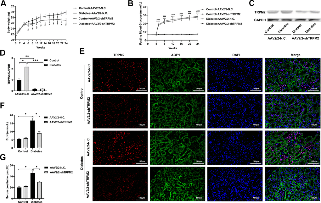 Silencing TRPM2 attenuated the renal function of diabetic mice. (A) Body weight of mice was documented from week 0 to 24 after the HFD/STZ-induced diabetes model was established. (B) Blood glucose levels in the four treatment groups were measured in the indicated weeks. (C, D) Protein assay of TRPM2 expression in renal specimens from AAV2/2-NC and AAV2/2-shTRPM2 treated mice. (E) IF double-staining analyses of TRPM2 and APQ1 in the renal tissues of mice in the 24th week in the four treatment groups. (F, G) The levels of blood creatinine and BUN were tested before the mice were sacrificed in the four treatment groups. The data are shown as the mean ± SD, n = 6 per group; *p A, B), *p #p ###p 