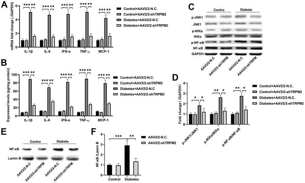 Silencing TRPM2 alleviated inflammation in the kidneys of mice with HFD/STZ-induced diabetes. (A) qRT-PCR and (B) ELISA analysis of the IL-1β, IL-6, IFN-α, TNF-α and MCP-1 levels in the kidney tissues of mice in the four treatment groups in the 24th week. (C, D) Western blotting assays were conducted to evaluate the protein levels of p-JNK1, p-IKKα and p-NF-κB in the renal specimens of the four treatment groups. (E, F) Western blotting of the NF-κB levels in the nuclei of the renal specimens in the four treatment groups. The data are shown as the mean ± SD, n = 6 per group; *p 