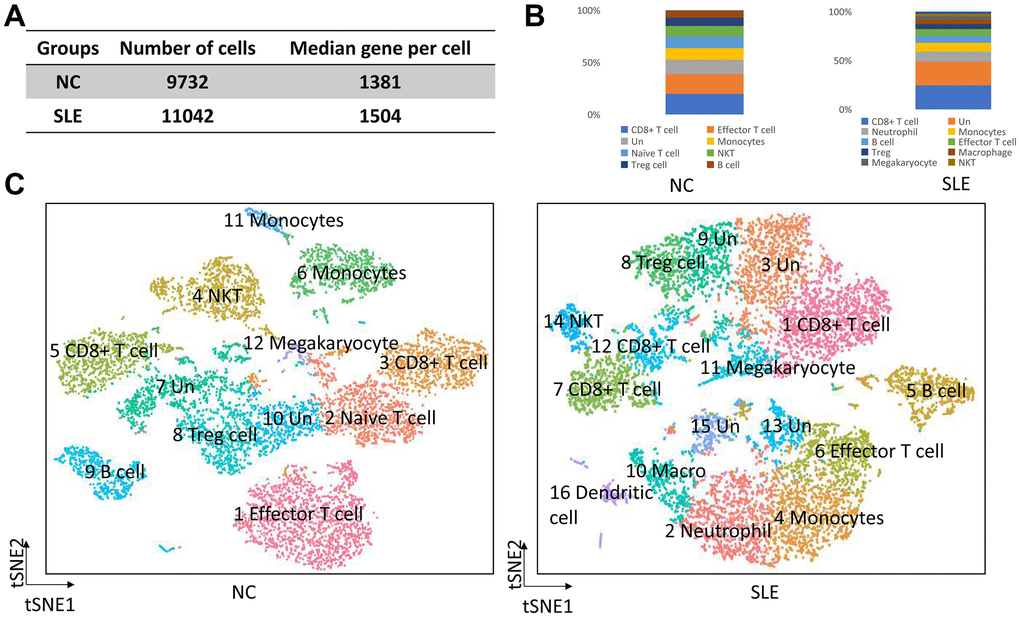 The overview of clusters in the SLE and NC. The accumulation of neutrophil, macrophage, and dendritic cells in SLE. (A) The cell number and median gene per cell were generated in NC and SLE. (B) The bar chart showed the immune cell types in NC and SLE. (C) The t-distributed stochastic neighbor embedding (t-SNE) analysis of cell clusters between NC and SLE. Un: undefined cell types, macro: macrophage cells.