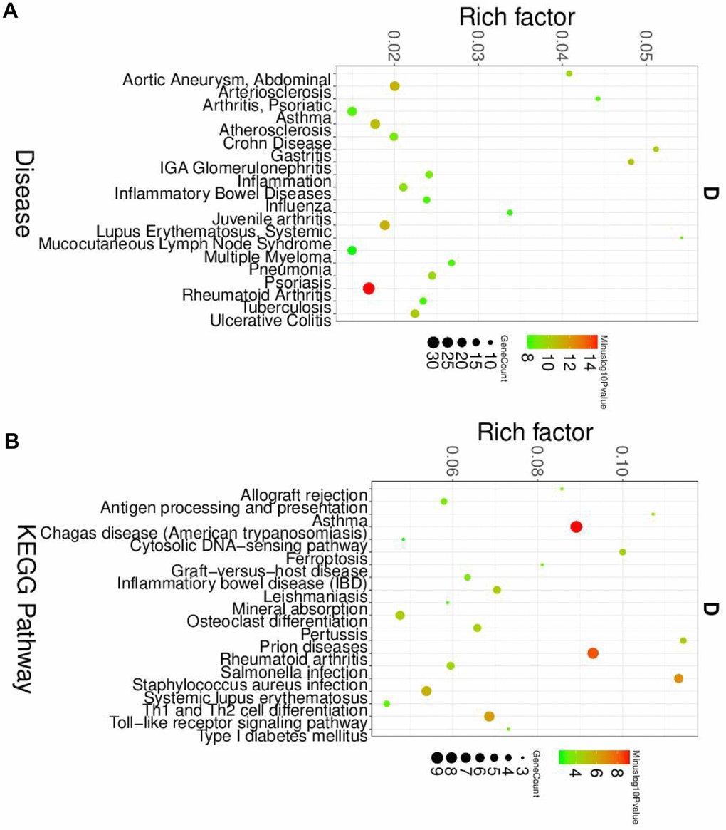 The disease and KEGG enriched of DEGs in macrophage cells. (A) The top disease enriched of DEGs in macrophage cells. (B) The KEGG pathway analyses of DEGs in macrophage cells.