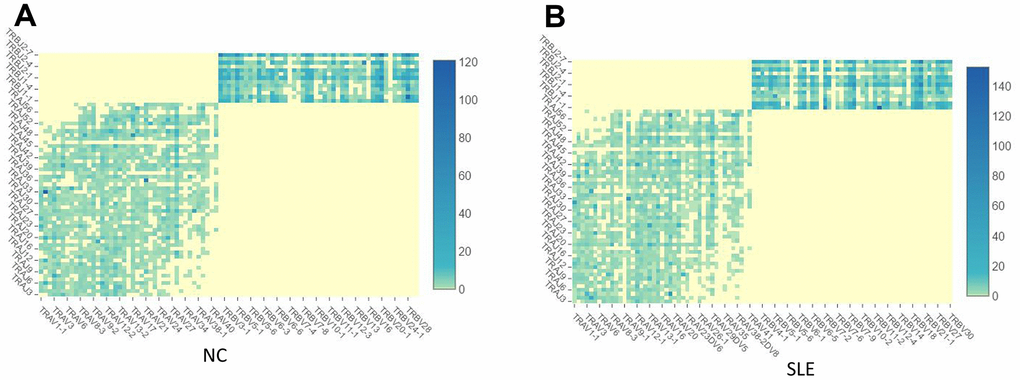 The TCR clonotypes was increased in SLE than in NC. (A) The heatmap of TCR VDJ in the NC group. (B) The heatmap of TCR VDJ in the SLE group.