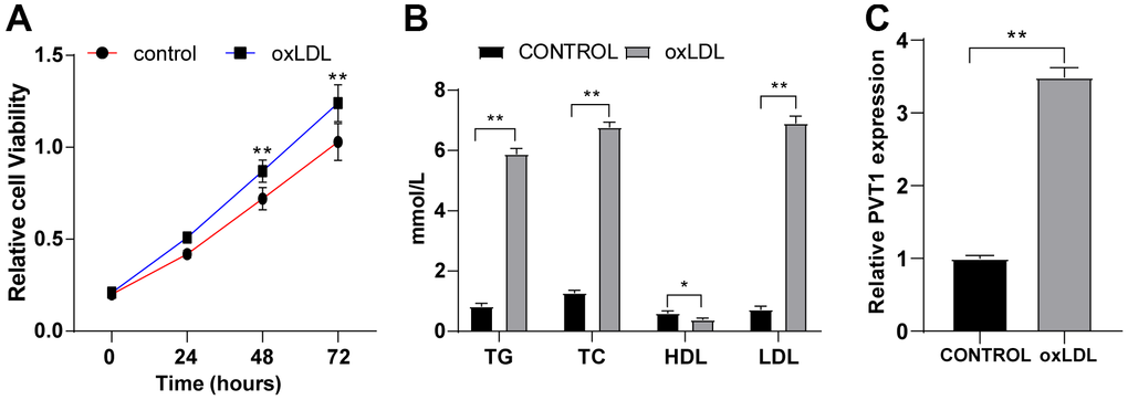 PVT1 is highly expressed in oxLDL-treated HA-VSMCs. HA-VSMCs were treated with 50 mg/mL oxLDL for 24 hr. (A) Cell viability detected by MTT assay; (B) Levels of TG, TC, HDL, and LDL detected by ELISA; (C) LncRNA PVT1 relative expression detected by qRT-PCR. N = 3. Data were presented as mean ± standard deviation. Pairwise comparisons were analyzed using independent sample t test. * p p oxLDL, oxidative low density lipoprotein; HA-VSMCs, Human arterial vascular smooth muscle cells.