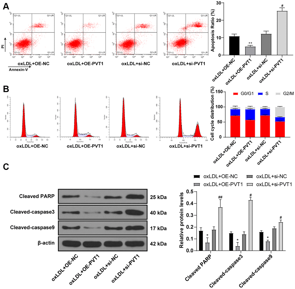 Silencing PVT1 promotes apoptosis and cell cycle arrest of HA-VSMC. (A) Relative apoptosis rate of HA-VSMCs detected by flow cytometry; (B) Relative cell cycle distribution of HA-VSMCs; (C) Relative levels of apoptosis-related proteins detected by Western blot; compared to the oe-NC group, *p p p p 