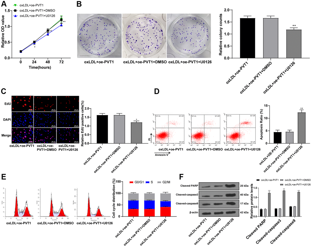 Silencing PVT1 suppresses AS progression via downregulating the MAPK/NF-κB signaling pathway. (A) Cell viability measured by MTT assay; (B) Relative cell clones measured by colony experiment; (C) Relative EdU positive rates detected by EdU assay; (D) Relative apoptosis ratio detected by flow cytometry; (E) Relative cell cycle distribution; (F) Relative protein levels of cleaved caspase-3, PARP and cleaved caspase-9 detected by Western blot. Compared to the PVTI-DMSO group, * p p 