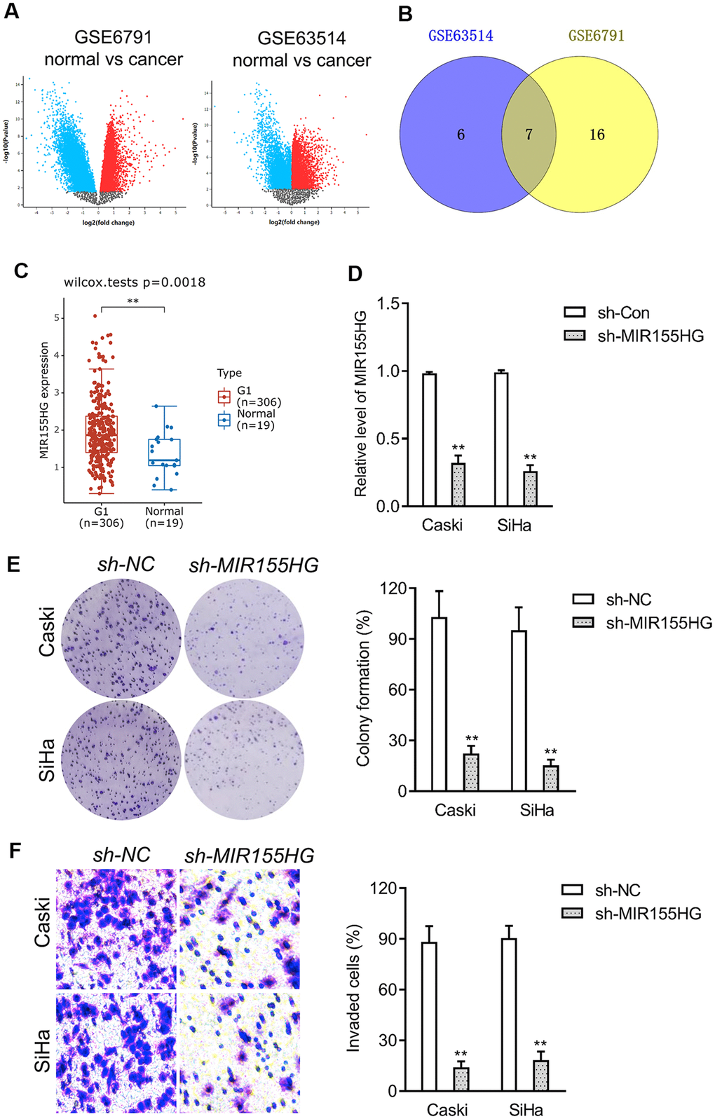 Differentially expressed lncRNAs in cervical cancer. (A) The volcano plots of GSE6791 and GSE63514 were constructed using fold-change value and P-value, and the differentially expressed lncRNAs were signed in red or blue. (B) Venn diagram of dysregulated lncRNAs in common from the two datasets. (C) The expression profiling of MIR155HG in cervical cancer tissue (G1) and normal tissue (Normal) was analyzed using GTEx. (D) Caski and SiHa was transfected with sh-MIR155HG. The expression of MIR155HG was determined by qRT-PCR. (E) The growth of cervical cancer cell was evaluated with colony formation assay. (F) Transwell invasion assay of MIR155HG silencing Caski and SiHa cell. **P