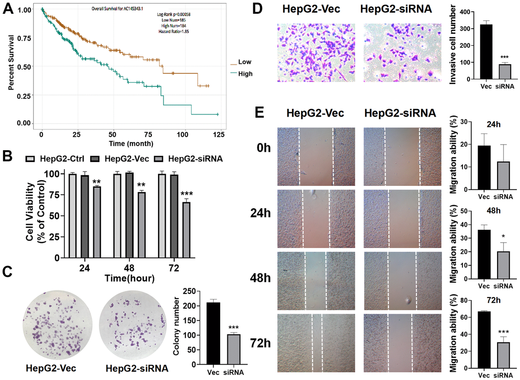 Unfavorable impact of AC145343.1 on HCC in vitro. (A) Kaplan–Meier curve of expression level of AC145343.1 on HCC patients using ENCORI. (B) Cell viability of HepG2 was significantly inhibited after AC145343.1 silencing. (C) Colony formation number was significantly decreased after AC145343.1 silencing compared to the control group. (D) Invasive ability of HepG2 was suppressed after AC145343.1 silencing manifested by transwell experiment. (E) Wound healing array demonstrated that AC145343.1-downregulated HepG2 cell exhibited obviously delay in wound healing when compared with the control group. *P**P***P