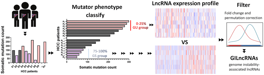 Computational overview of genomic instability-related lncRNAs. Somatic mutations of each HCC sample were counted. Samples were divided into two groups, GU group (patients’ mutator phenotype ranked in the top 25%) and GS group (patients’ mutator phenotype ranked in the last 25%). Genomic instability-related lncRNAs were examined according to the difference of lncRNA expression profile between GU group and GS group.