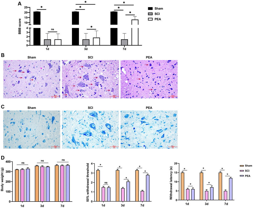 PPARα agonist improved BBB score and relieved SCI in SCI rats. (A–D) The rats were randomly divided into sham-operation group (Sham group), rat SCI model group (SCI group), SCI + peroxisome proliferator-activated receptor alpha (PPARα) agonist PEA group (PEA group). The SCI rat model was established using modified Allen's method. The rats in the PEA group were intraperitoneally injected with PEA (2 mg/kg). The recovery of motor function in SCI rats evaluated by Basso, Beattie and Bresnahan locomotor rating scale (BBB scale); Hematoxylin-eosin staining (scale bar = 50 μm); Nissl staining;. The body weight of the rats was recorded and the animal behavior, including 50% withdrawal threshold and withdrawal latency, was analyzed in the rats. ‘*’ indicates p 