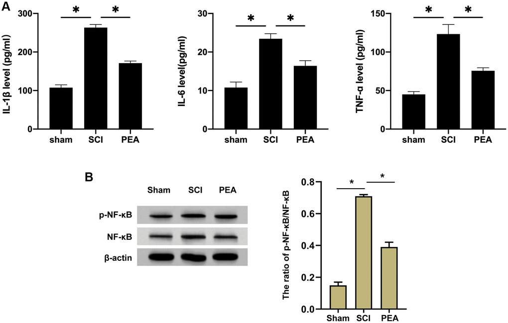 PPARα agonist relieved inflammatory responses in SCI rats by inhibiting NF-κB expression. (A and B) The rats were randomly divided into sham-operation group (Sham group), rat SCI model group (SCI group), SCI + PPARα agonist PEA group (PEA group). The SCI rat model was established using modified Allen's method. The rats in the PEA group were intraperitoneally injected with PEA (2 mg/kg). The recovery of motor function in SCI rats evaluated by BBB scale; The levels of serum inflammatory factors (interleukin-1 beta (IL-1β), interleukin-6 (IL-6) and tumor necrosis factor-alpha (TNF-α)) detected by ELISA; The protein expression and phosphorylation levels of NF-κB detected by Western Blotting in spinal cord tissues; ‘*’ indicates p 