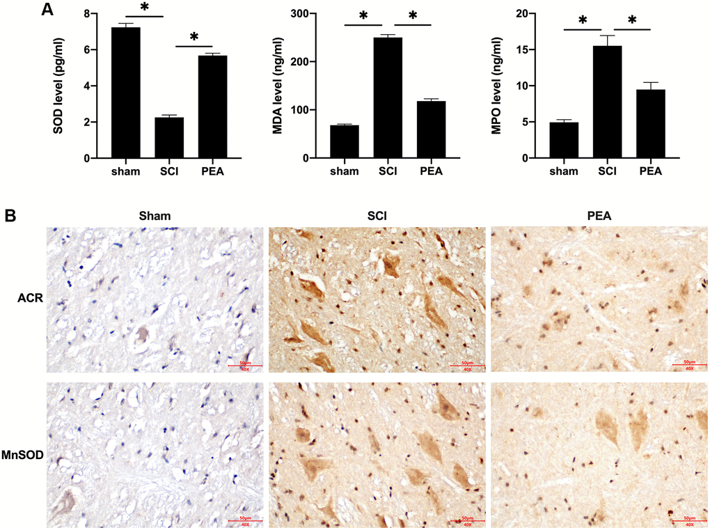 PPARα agonist inhibited oxidative stress injury in SCI rats. (A and B) The rats were randomly divided into sham-operation group (Sham group), rat SCI model group (SCI group), SCI + PPARα agonist PEA group (PEA group). The SCI rat model was established using modified Allen's method. The rats in the PEA group were intraperitoneally injected with PEA (2 mg/kg). Serum content of Oxidative stress factors (superoxide dismutase (SOD), malondialdehyde (MDA) and myeloperoxidase (MPO)) detected by ELISA; The expression of reactive oxygen species (ROS) (acrylamide (ACR) and manganese superoxide dismutase (MnSOD)) detected by IHC in spinal cord tissues; ‘*’ indicates p 