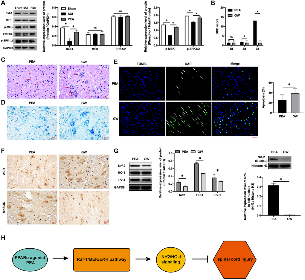 PPARα agonist promoted motor function repair in SCI rats by activating the Raf-1/MEK/ERK signaling pathway. (A–G) The rats were randomly divided into sham-operation group (Sham group), rat SCI model group (SCI group), SCI + PPARα agonist PEA group (PEA group) and SCI + PEA + Raf-1 inhibitor GW5074 group (GW group). The rats in the PEA group were intraperitoneally injected with PEA (2 mg/kg). The GW group were administered with Raf-1 inhibitor GW5074 (5 mg/kg) based on the PEA group treatment. The expression of the V-raf-1 murine leukemia viral oncogene homolog 1 (Raf-1)/mitogen-activated protein kinase (MEK)/extracellular signal-regulated kinase (ERK) signaling pathway-related protein detected by Western Blotting in spinal cord tissues; The BBB score; HE staining (scale bar = 50 μm); The number of neurons; The expression of ROS (ACR and MnSOD) detected by IHC in spinal cord tissues; The expression of apoptosis factors (Bax and Bcl-2) detected by Western Blotting in spinal cord tissues; Protein expression levels of nuclear factor erythroid 2-related factor 2 (Nrf2), heme oxygenase 1 (HO-1) and thioredoxin-1 (Trx-1) detected by Western Blotting in spinal cord tissues; (H) A diagram model of this study. ‘*’ indicates p 