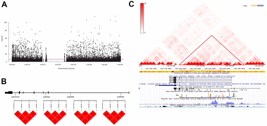 Association analysis identified ABO as the longevity-associated gene. (A) Manhattan plot of Genome-Wide Association Studies (GWAS) on chromosome 9; (B) Linkage Disequilibrium (LD) analysis of the four variants. a: LD map of centenarians; b: LD map of nonagenarians; c: LD map of longevity; d: LD map of young controls. (C) Interaction analysis of the four variants in the three-dimensional genome. The red triangle box shows the Topologically Associating Domains (TAD) region on the ABO gene.