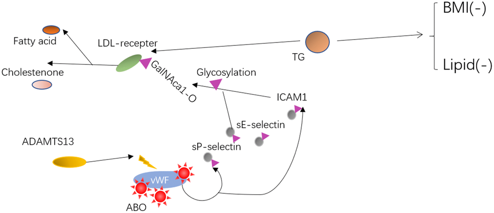 The possible mechanism or interactive pathway from relevant information on ABO and plasma lipids phenotype. Mechanism of action for ABO variants may result in the vWF/ADAMTS13 and sE-selectin/ICAM1 functional change. Lastly, two pathways involving vWF/ADAMTS13 and the inflammatory markers (sE-selectin/ICAM1) that co-regulated lipid levels by O-linked glycosylation and effects on each other were speculated.