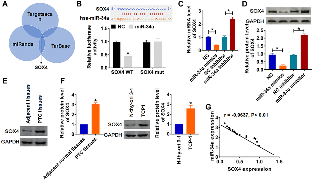SOX4 was a direct target of miR-34a. (A) Multiple databases (Targetscan, miRanda and TarBase) identified that the SOX4 had complementary base pairs with miR-34a. (B) WT and mutant SOX4 luciferase plasmids were transfected into HEK293 cells with miR-34a mimics or NC. The luciferase activity was measured by dual-luciferase reporter assay system. (*p C) The mRNA level of SOX4 was analyzed by qRT-PCR, (D) and the protein level of SOX4 was tested by Western blot (*p E) and cells (F) was detected by Western blot (*p G) The correlation analysis of miR-34a and SOX4 expression in PTC tissues.