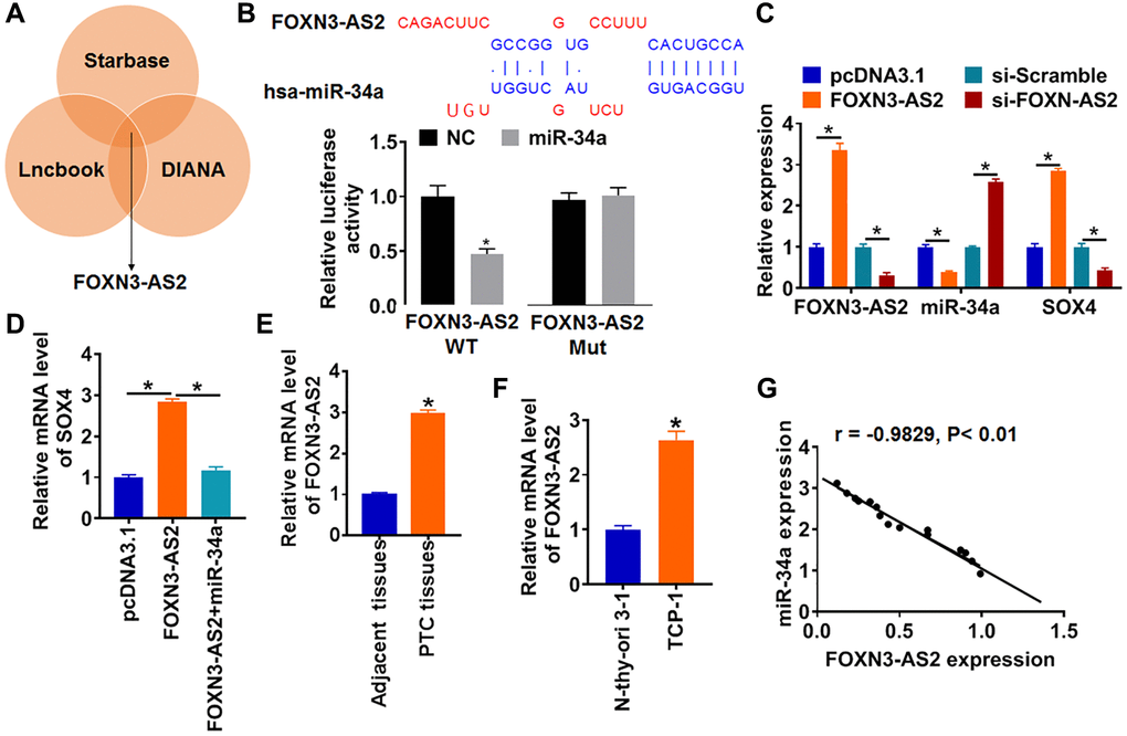 FOXN3-AS2 directly regulates miR-34a and inhibits its expression in PTC. (A) Starbase, LncBook and DIANA databases used to identify the lncRNAs with miR-34a biding sites. (B) WT and mutant miR-34a luciferase plasmids were transfected into HEK293 cells with pcDNA3.1 or FOXN3-AS2. The luciferase activity was measured by dual-luciferase reporter assay system (*p C) FOXN3-AS2 or si-FOXN3-AS2 or its NC was transfected into TCP-1 cells. The mRNA level of FOXN3-AS2, miR-34a and SOX4 were analyzed by qRT-PCR (*p D) FOXN3-AS2 and miR-34a were cotransfected into TCP-1 cells, the mRNA level of SOX4 were tested (*p E) and cells (F) was detected by qRT-PCR (*p G) The correlation analysis of miR-34a and FOXN3-AS2 expression in PTC tissues.