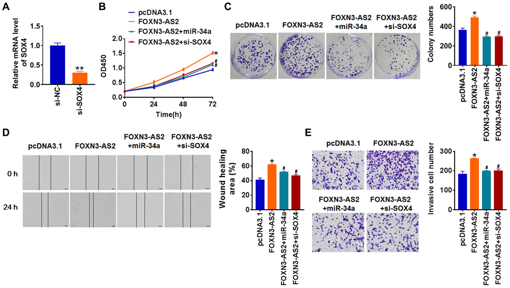 LncRNA FOXN3-AS2 promotes OC progression via miR-34a/SOX4 axis. (A) FOXN3-AS2 plasmid was transfected into TCP-1 cells, and qRT-PCR analysis was used to detect the transfection efficiency (*p B) and colony formation assay (C) was used to calculate cell proliferation (*p #p D) Wound healing assay was used to detect cell migration (*p #p E) Transwell assay was performed to check cell invasive ability (*p #p 