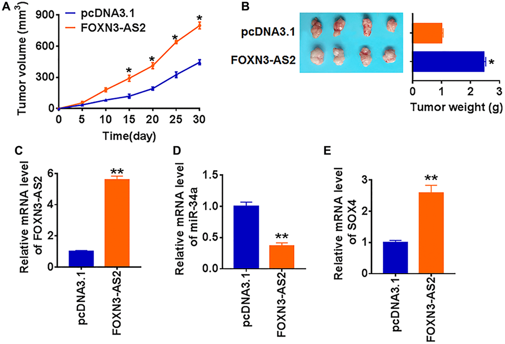 LncRNA FOXN3-AS2 promotes in vivo tumor growth in the nude mice. TCP-1 cells line stably expressing FOXN3-AS2 or pcDNA3.1 were subcutaneously injected in right lower limb of the nude mice. (A) The tumor volume was assessed in the nude mice every 5 days (*p B) Tumor weight was determined in the isolated tumors from the nude mice (*p C) The relative expression of FOXN3-AS2 was determined by qRT-PCR in the isolated tumor tissues (**p D) and SOX4 (E) (*p 