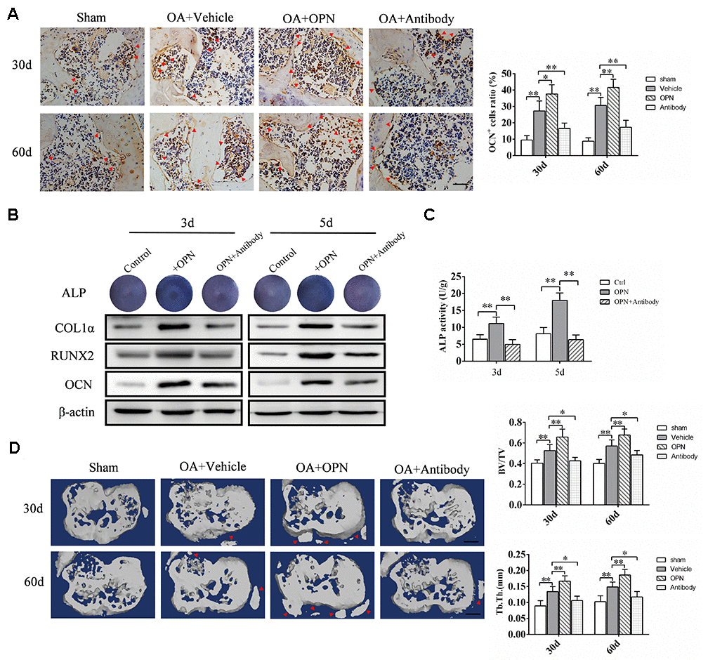 OPN regulates OA subchondral bone metabolism and accelerates subchondral bone remodeling. (A) Immunostaining of OCN+ cells in the tibial subchondral bone of an OA mouse model treated with vehicle, rmOPN or neutralizing antibody, and sham group. Positive cells were indicated with arrows, scale bars = 100 μm, n=6. (B) ALP staining and western blot analysis of collagen 1α (COL1α), RUNX2, and OCN expression of MC3T3-E1 cells treated with Dex (10−7 M), β-glycerophosphate (10 mM) and VC (50 μg/ml) followed by the stimulation with rmOPN and OPN antibody for 3 or 5 days. (C) ALP activity of MC3T3-E1 cells treated with Dex (10−7 M), β-glycerophosphate (10 mM) and VC (50 μg/ml) followed by the stimulation with rmOPN and antibody for 3 or 5 days, n=6. (D) Representative 3D reconstruction of micro-CT images of the tibial subchondral bone of an OA mouse model treated with vehicle, rmOPN or antibody, and sham group. Osteophyte were indicated with arrows, scale bar = 1 mm. Quantitative analysis of bone volume/total volume (BV/TV) and trabecular thickness (Tb. Th.), n=6. Data are shown as mean ± s. d. and were analyzed by one-way ANOVA, *P .