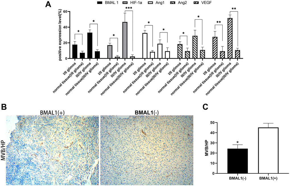 Expression analysis of BMAL1 and CD34. (A) ANOVA test was used for comparisons the expression of BMAL1 in glioma and normal tissues with different pathological grades. (B) A set of representative graphs displaying the number of microvessels in gliomas by labeling CD34. (C) Two-sample t-test was used for comparisons between the two groups.*p **p ***p 