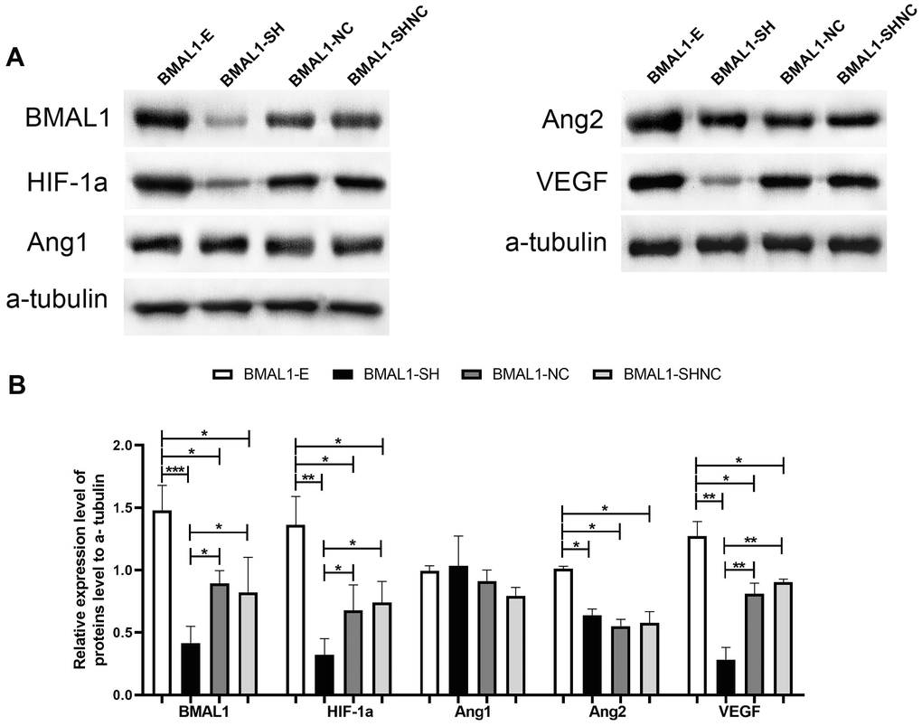 The regulatory pathway of BMAL1 on proangiogenic factors was assessed by western blot. (A) A set of representative graphs displaying the regulatory pathway of BMAL1 in glioma cells. (B) Two-sample t-test was used for comparisons between the two groups. *p **p ***p 