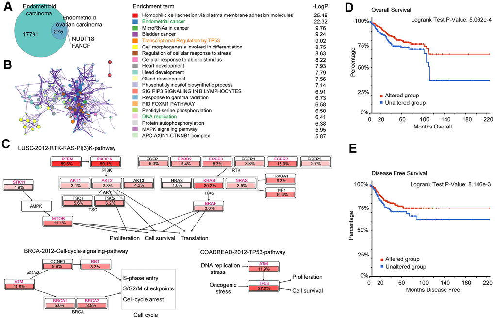 Gene enrichment analysis of 275 common mutation genes and their association with prognosis in EC. (A) Mutant genes of EC and EnOC. (B) Protein-protein interaction (PPI) network and enriched terms of the 275 overlapped mutant genes of EC and EnOC. (C) Pathway enrichment analysis of the 275 genes in EC. The genes marked in red belonged to the above-mentioned 275 genes, and the percentages indicated the proportion of mutations in this gene in EC. (D, E) Overall survival and disease-free survival analysis of the altered and unaltered group. Patients with these 275 gene mutations were classified as the altered group, and those without were classified as the unaltered group.