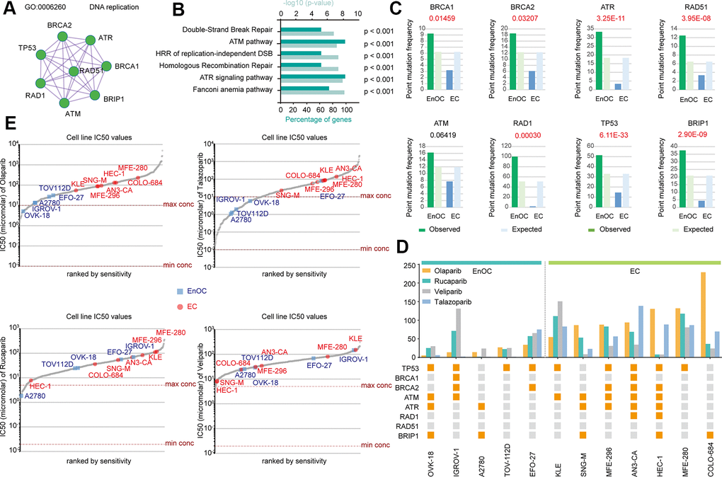 Distinct BRCA-associated mutation characteristics and PARPi sensitivity in EC and EnOC. (A) The PPI network of eight BRCA-related genes. (B) GO enrichment analysis of the eight genes. (C) Point mutation frequency of these genes in EC and EnOC. (D) The mutant status of these eight genes and IC50 values in different cell lines derived from EC and EnOC. Orange square: with a mutation; gray square: without a mutation. (E) The IC50 values of various cell line to Olaparib, Talazoparib, Rucaparib and veliparib. Cell lines derived from EnOC were marked in blue and cell lines derived from EC were marked in red.