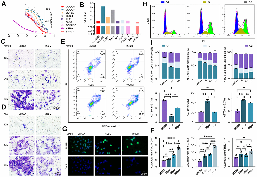 Evaluation of the effectiveness of olaparib in EC and EnOC in vitro. (A) Cell viability curve. (B) The IC50 value of cell lines to Olaparib. (C, D) Cell migration evaluated with Transwell assay in A2780 and KLE. (E, F) Apoptosis assay with flow cytometry and the statistical chart. (G) Apoptosis analysis with TUNEL assay. (H, I) Cell cycle analysis and the statistical chart. * P