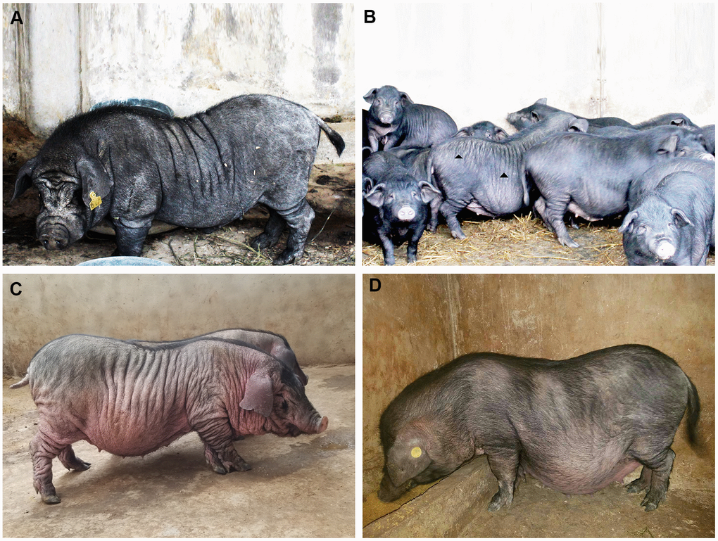 The phenotype spectrum of Xiang pig. Originally, one boar, except for the characteristic facial wrinkles, were only a few wrinkles on the side of the trunk and no wrinkles on the buttocks (A). Gradually, it spread to other individuals. There were obvious wrinkles on the trunk and hip sides (B). Finally, deep and wide wrinkles were seen in a few individuals (C), but no obvious wrinkles were seen in normal Xiang pigs (D).