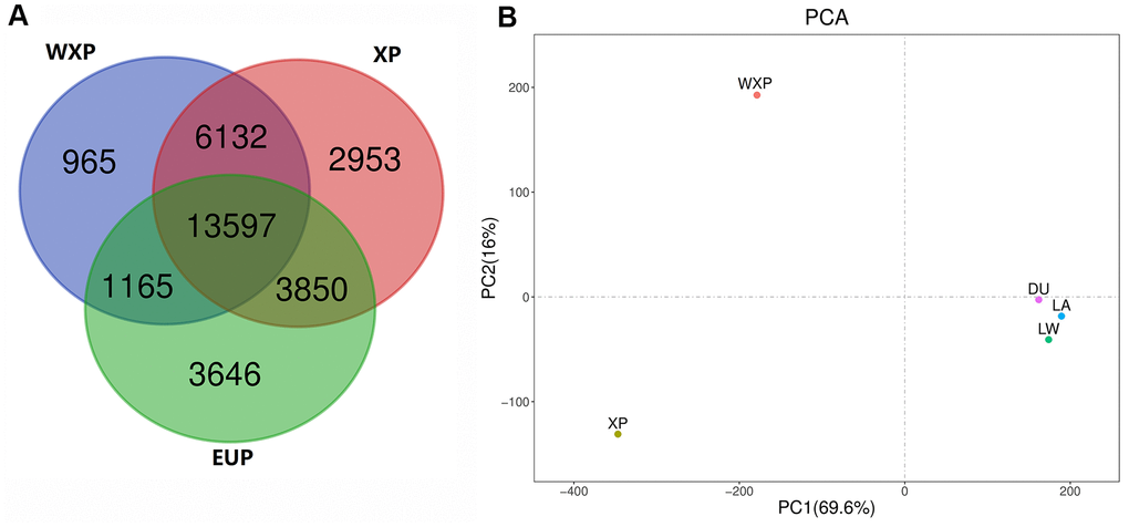Venn diagram showing the overlap of identified SVs, and principal component analyses for all of three pig groups. (A) Venn diagram showing the overlap of identified SVs in the WXP, XP and EUP groups. (B) PCA plot with SVs data. Different colors represent different subspecies.