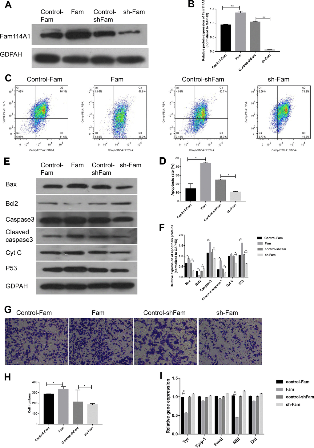 Effects of Fam114A1 on the function of melanocytes. (A, B) Western blot were used to detect the expression of Fam114A1 protein in MC after overexpression and suppression of plasmid transfection. The results showed that the expression of Fam114A1 protein in MC was successfully suppressed and overexpressed, Statistical analyses were performed using one-way ANOVA and Dunnett’s post hoc test: **P C, D) The effect of Fam114A1 on MC apoptosis was analyzed by mitochondrial membrane spot detection. It can be seen that when Fam114A1 protein is overexpressed, the apoptotic rate of MC increases significantly, and when the expression is inhibited, the apoptosis rate is dropped significantly. Statistical analyses were performed using one-way ANOVA and Dunnett’s post hoc test: *P E, F) Western blot was used to detect the expression of apoptosis-related proteins. It can be seen that the expression of apoptotic proteins bax, caspase3, cleaved-caspase3, and P53 decreased significantly in MCs inhibited by Fam114A1 protein, while the expression of apoptosis inhibitor bcl2 was significantly increased. Statistical analyses were performed using one-way ANOVA and Dunnett’s post hoc test: *P G, H) The migration of melanocyte was confirmed with transwell. activity. The migration of melanocyte was inhibited in sh-Fam MC compared with its control, Statistical analyses were performed using one-way ANOVA and Dunnett’s post hoc test: *P I) The expression of melanin synthesis proteins was detected by RT-PCR, the decrease of TYR and MITF was observed in sh-Fam MC vs its control, Statistical analyses were performed using one-way ANOVA and Dunnett’s post hoc test: *P 