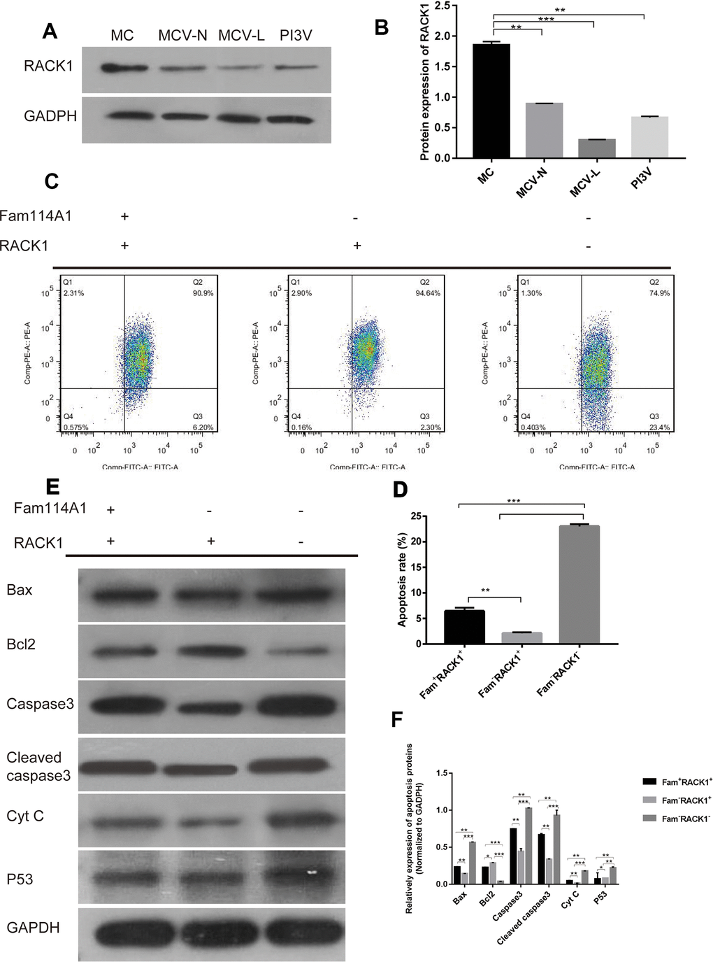 The role of RACK1 in Fam114A1 regulating MC apoptosis. (A, B) Expression of RACK1 protein in MC from different sources, the expression of RACK1 protein in vitiligo-derived MC is lower than that of normal MC. Statistical analyses were performed using one-way ANOVA and Dunnett’s post hoc test: **P C, D) The apoptosis rate of Fam114A1-RACK1+ was decreased compared with Fam114A1+RACK1+, while the apoptosis rate of Fam114A1-RACK1- was increased compared with both Fam114A1+RACK1+ and Fam114A1-RACK1+. Statistical analyses were performed using one-way ANOVA and Dunnett’s post hoc test: **P E, F) The expression of apoptosis-related proteins in Fam114A1+RACK1+, Fam114A1-RACK1+,RACK1and Fam114A1-RACK1- were detected by western blot, it can be seen that the expression of apoptotic proteins bax, caspase3, cleaved-caspase3, and P53 decreased significantly in Fam114A1-RACK1+ compared with Fam114A1+RACK1+ and increased significantly in Fam114A1-RACK1- compared with both Fam114A1+RACK1+ and Fam114A1-RACK1+, the result of bcl2 is just the opposite. Statistical analyses were performed using one-way ANOVA and Dunnett’s post hoc test: *P 