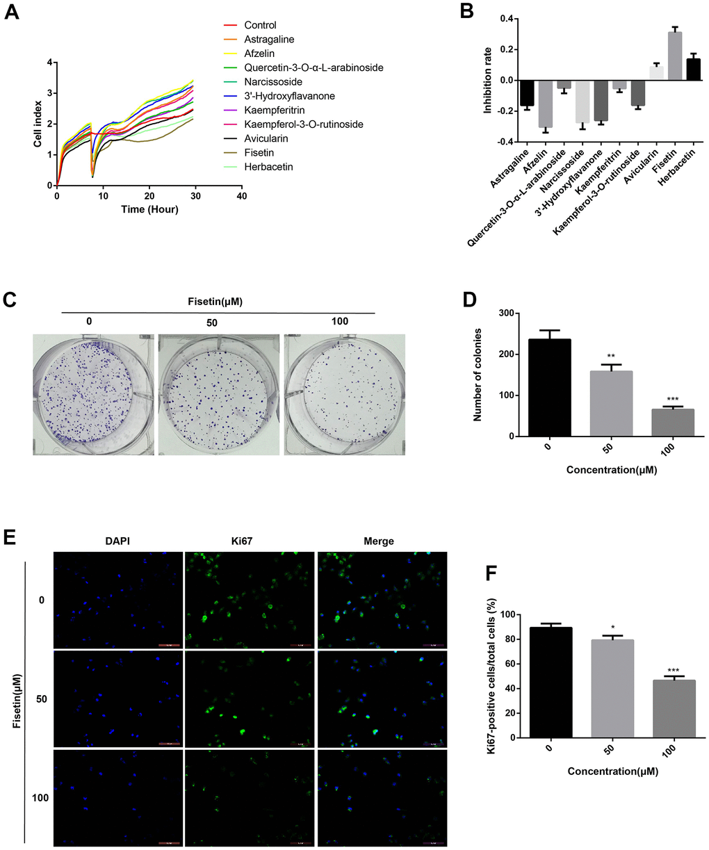 Fisetin inhibits the proliferation of PANC-1 cells. (A) PANC-1 cells were inoculated with Astragaline, Afzelin, Quercetin 3-O-α-L-arabinoside, Narcissoside, Avicularin, Fisetin, Herbacetin, 3'-Hydroxyflavanone and Kaempferol-3-O-rutinoside (50 μM), and the cell index was recorded by RTCA. (B) Histogram exhibiting the repression rate of different compounds. (C) Colony formation assessment of PANC-1 cells inoculated with 0,50 and 100 μM fisetin. (D) Histogram illustrating the number of colonies in each group. (E) Ki67 Immunofluorescence staining of PANC-1 cells inoculated with 0,50 and 100 μM fisetin for 24h. (F) Histogram illustrating the Ki67 positive rate of PANC-1 cells in each group. All assays were replicated thrice, and data are given as means±SD.*p