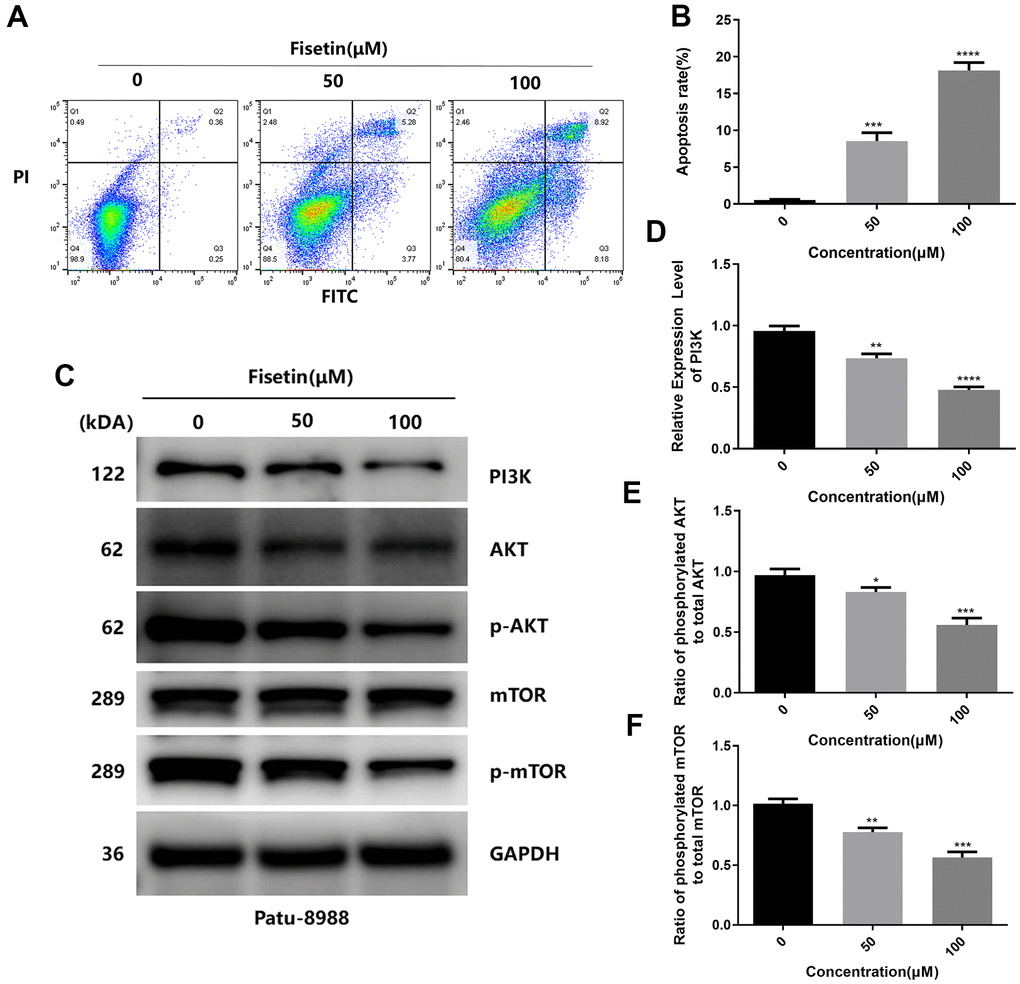 Fisetin induces the apoptosis and dampens the PI3K/AKT/mTOR cascade in Patu-8988 cells. (A) Flow cytometry evaluation of Patu-8988 cells after inoculation with 0, 50 and 100μM fisetin for 24 h. (B) Histogram exhibiting apoptosis rate in each group. (C) Western blot assessment of key proteins in Patu-8988 cells inoculated with 0, 50 and 100μM fisetin for 24 h. (D) Histogram illustrating PI3K protein contents. (E) Histogram illustrating p-AKT/AKT ratio. (F) Histogram illustrating p-mTOR/mTOR ration. All assays were replicated thrice, and data are given as means±SD.*p
