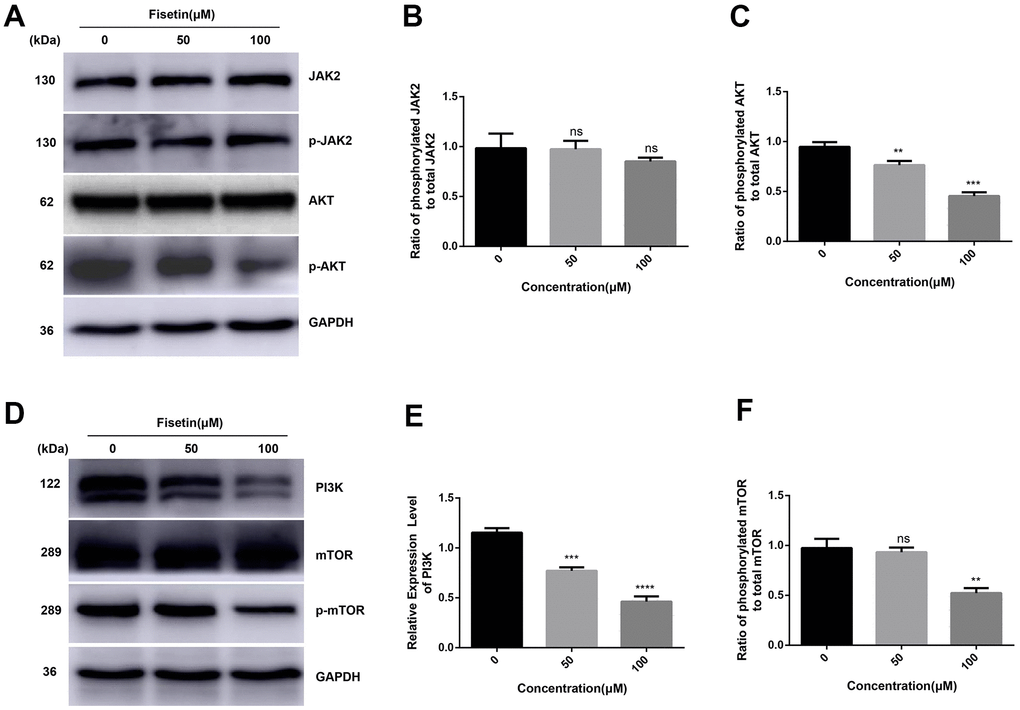 Fisetin represses the PI3K/AKT/mTOR cascade in PANC-1 cells. (A, D) Western blot evaluation of key proteins in PANC-1 cells inoculated with 0, 50 and 100μM fisetin for 24 h. (B) Histogram illustrating p-JAK2/JAK2 ratio. (C) Histogram illustrating p-AKT/AKT ratio. (E) Histogram illustrating PI3K protein content. (F) Histogram exhibiting p-mTOR/mTOR ratio. All experiments were replicated thrice and data are given as means±SD. ns P>.05, **P