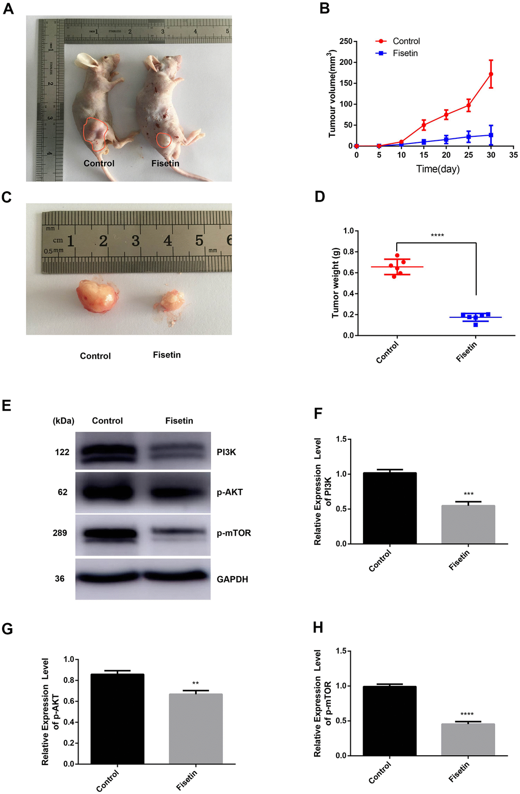 Fisetin dampens the growth of pancreatic cancer in vivo. (A, C) Nude mice were subcutaneously inoculated with PANC-1 cells. Following the end of the 30 days, mice along with the tumors were imaged. (B) Determination of tumor volume at specified time points; (D) Tumors were harvested after 30 days and their weight computed; (E) Western blot assessment of protein contents. (F) Histogram illustrating PI3K protein contents. (G) Histogram illustrating p-AKT protein contents. (H) Histogram illustrating p-mTOR protein contents. All experiments were replicated thrice and data are given as means±SD. **P