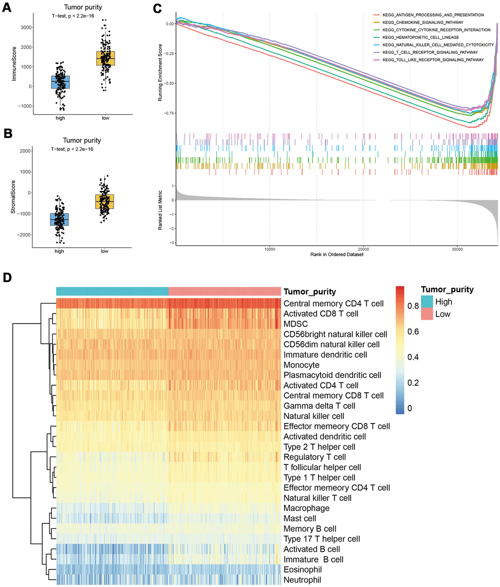 Correlation between tumor purity and immunity in CESC. (A, B) The immune and stromal scores of the low tumor purity subgroup were significantly higher than the high tumor purity subgroup. (C) GSEA results suggested that genes in the low tumor purity subgroup were mainly enriched in immune-related signaling pathways. (D) ssGSEA results showed that most immune cells were significantly increased in the low tumor purity subgroup.