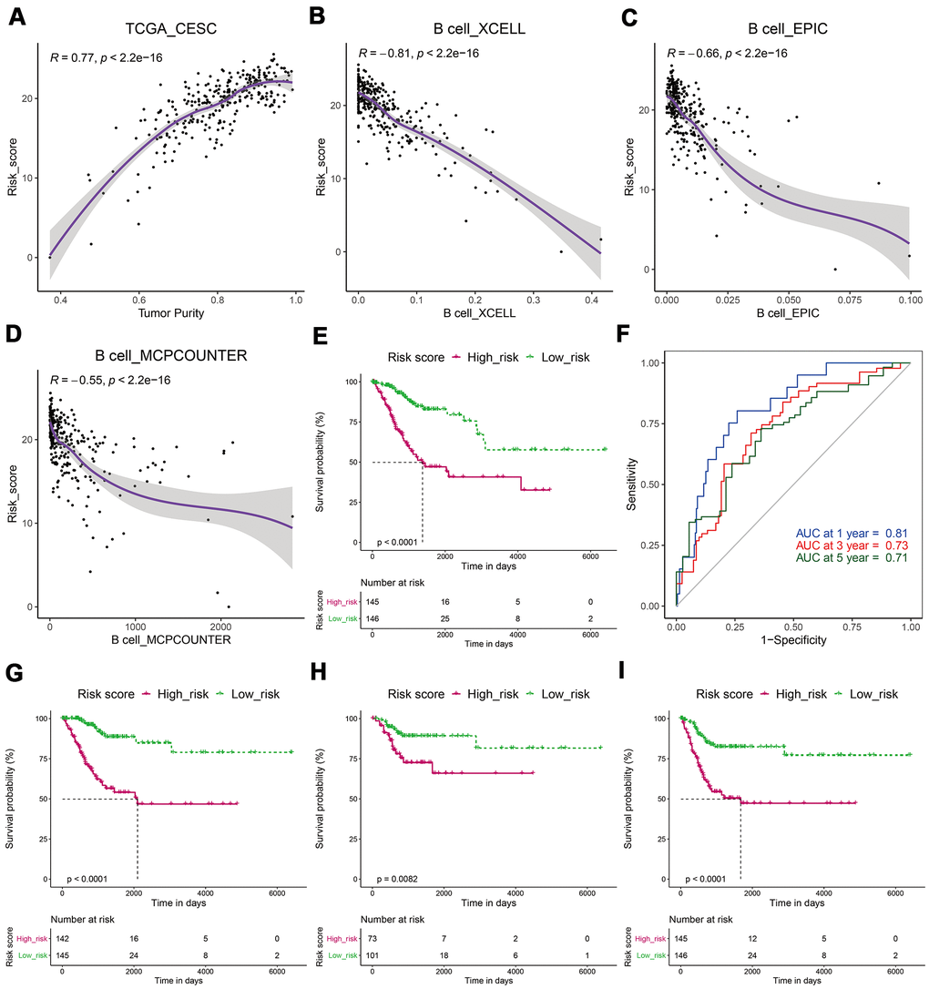 CESCs with low-risk scores had a better prognosis. (A) The risk score was significantly positively correlated with tumor purity. (B–D) The risk score was significantly negatively related to the B-cell infiltration level. (E) Kaplan–Meier analysis showed that patients in the low-risk subgroup had a longer OS. (F) ROC analysis suggested that the risk score had good predictive capability. (G–I) A Kaplan–Meier analysis showed that patients in the low-risk subgroup had longer DSS (G), DFI (H), and PFI (I).