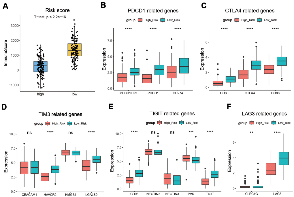 CESC with low-risk score had a higher immune score. (A) Patients from the low-risk subgroup had significantly higher immune scores than those from the high-risk subgroup. (B–F) The expression levels of PDCD1 (B), CTLA4 (C), TIM3 (D), TIGIT (E), LAG3 (F), and their related genes. *, p p p p 