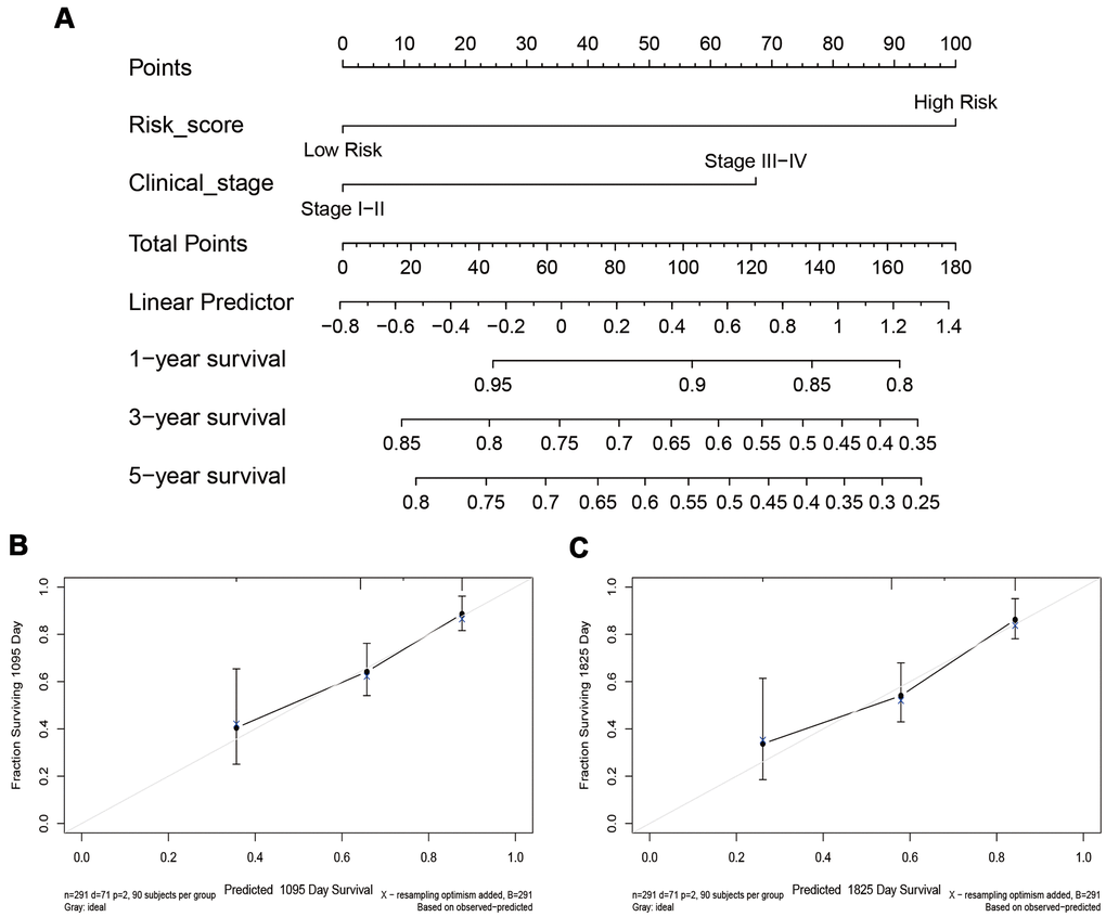The nomogram and calibration chart of the survival rate. (A) The nomogram is based on the exhibited independent prognostic factors of CESC, including risk score and clinical stage. (B, C) The calibration chart of the 3-year and 5-year survival rates.