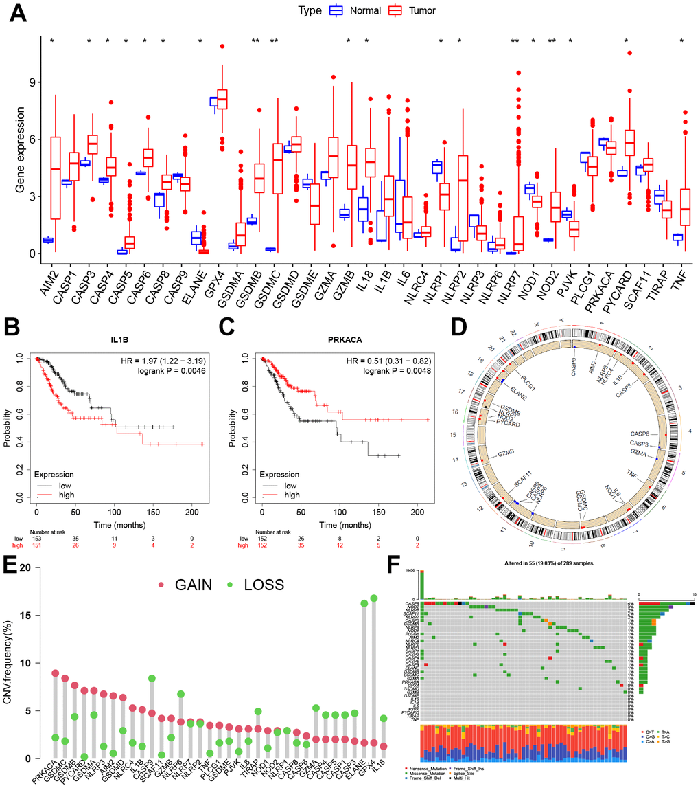 Expression and genetic variation landscape of PRGs in CC. (A) The boxplot demonstrated the expression of PRGs between normal and CC samples. Patients with low expression of IL 1B (B) and high expression of PRKACA (C) have more survival benefits. (D) Location of CNV alterations in PRGs on 23 chromosomes in CC cohort. (E) The CNV variation frequency of PRGs. The red and green dots represent CNV amplification and deletion, respectively. (F) Genetic alteration on a query of PRGs. PRGs, Pyroptosis-related genes. CC, Cervical cancer. CNV, Copy number variation. *p 