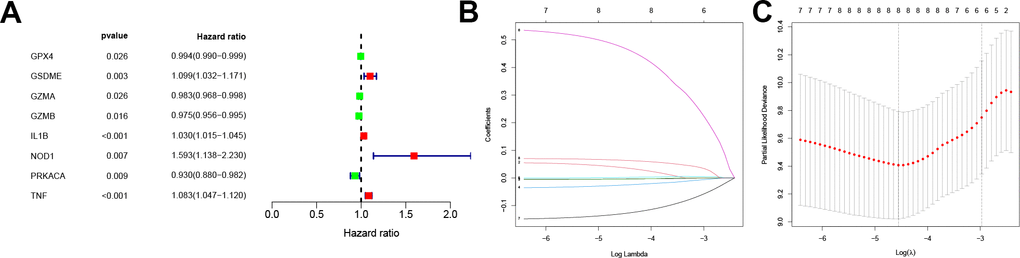 Screening for prognosis-related PRGs and LASSO regression. (A) Forest plot of the prognosis-related PRGs based on P B) LASSO coefficients for PRGs. Each curve represents a PRGs. (C) 1,000-fold cross-validation of variable selection in LASSO regressions by 1-SE criteria. PRGs, Pyroptosis-related genes. LASSO, Least absolute shrinkage and selection operator.