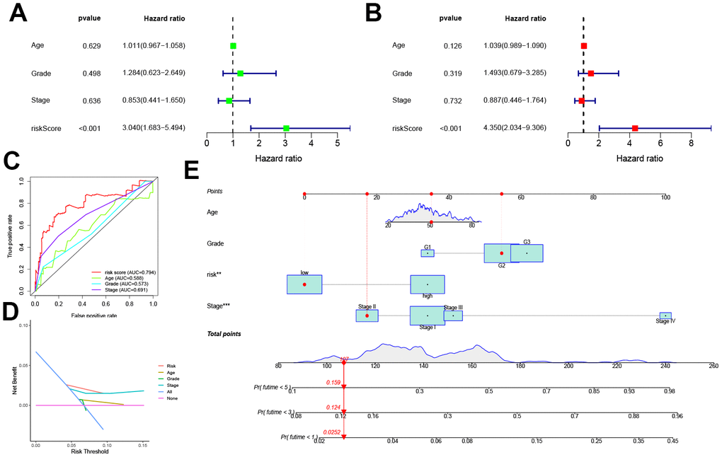 Prognostic value of the pyroptosis-related signature. (A, B) Univariate and multivariate COX analysis for the prognostic signature and clinical features (including Age, Stage, and Grade). (C) The AUC values of the prognostic signature and clinical features. (D) The DCA of the prognostic signature and clinical features. (E) Nomogram for both the signature and clinical features to predict one-, three- and five-year survival rates.