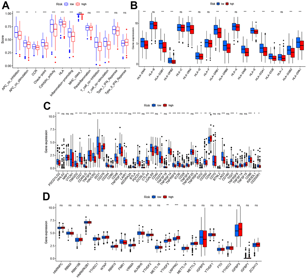 Diversity of immune microenvironment characteristics in high- and low-risk groups. (A) The activity differences of each immune function between high and low-risk groups. (B) The differences of each HLA-related gene between both risk groups. (C) The expression status of immune checkpoints between both risk groups. (D) The expression status of m6A-related genes between both risk groups. *p 