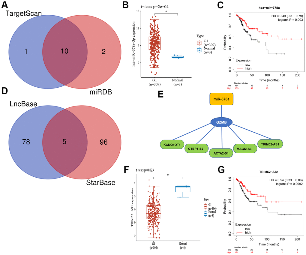 The core gene GZMB associated mRNA-miRNA-lncRNA interaction network construction. (A) Venn diagram of miRNAs of TarBase and mirTarBase. The expression (B) and prognostic value (C) of miR-378a (Synonyms: has-miR-378a-3p) in CC patients. (D) Venn diagram of LncRNAs of LncBase and StarBase. (E) Regulatory network mRNA-miRNA-LncRNA. The expression (F) and prognostic value (G) of TRIM52-AS1 in CC patients. CC, Cervical cancer.